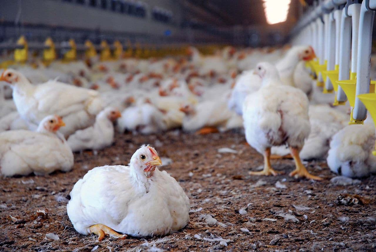 Poultry Farms